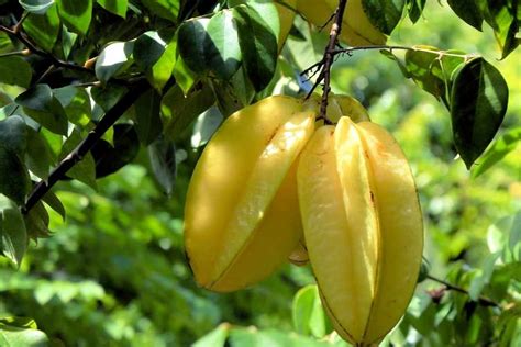 How To Succeed At Growing Starfruit In Your Backyard