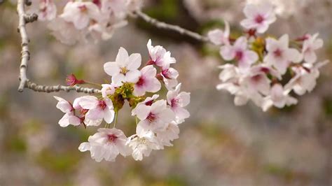 Cherry Blossom Season Arrives In Northeastern China Cgtn