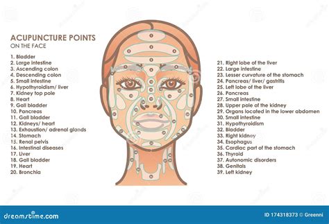 Acupuncture Points On The Face Young Woman Face Stock Vector