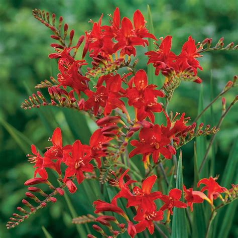 Crocosmia ‘lucifer Kiefer Nursery Trees Shrubs Perennials