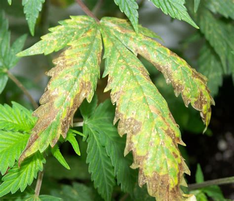 7 Häufige Defizite Von Cannabis Und Ihre Blattsymptome Sensi Seeds