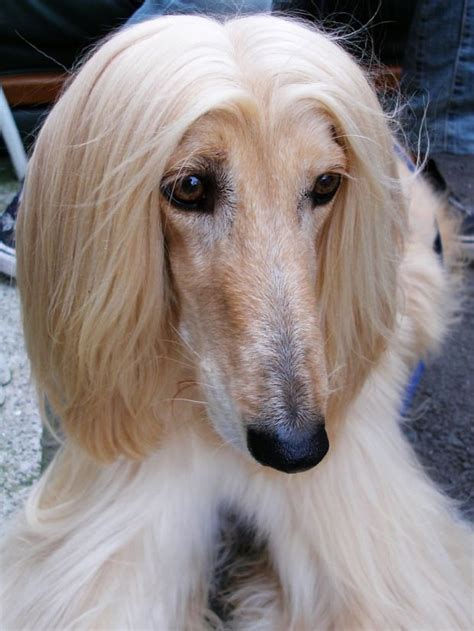 These Dogs Have The Best Hair Day Every Day