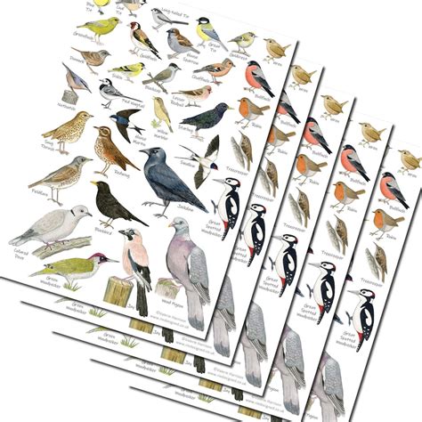 British Garden Birds A5 Identification Chart Wildlife Card Etsy Uk