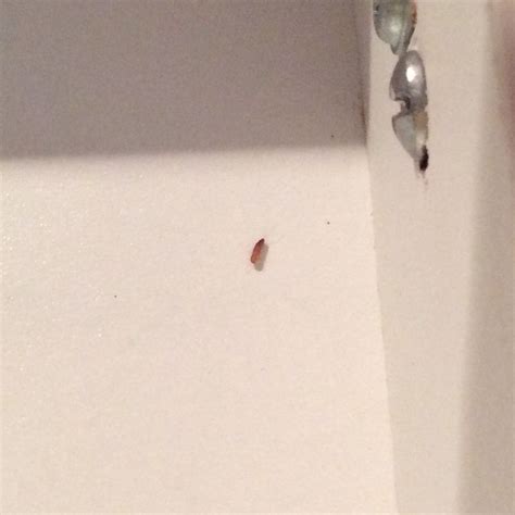Here are 5 of the most common little bugs that appear in homes, and their details: Little Black Bugs In My Kitchen - 1500+ Trend Home Design ...