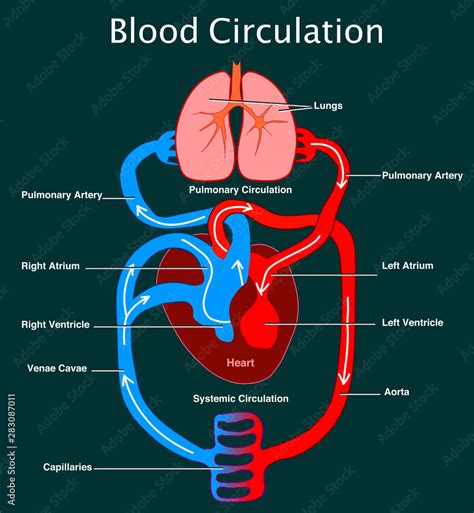 Human Circulatory System Stylized Heart Anatomy Structure Blood Flow
