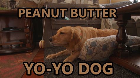 Peanut Butter Yo Yo Dog Watchvfhkttbe9hhi