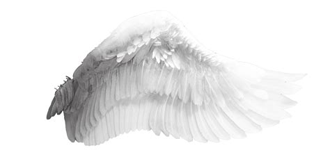 Angel Wings Png Transparent Background Angel Wing Png Clipart Large Images And Photos Finder