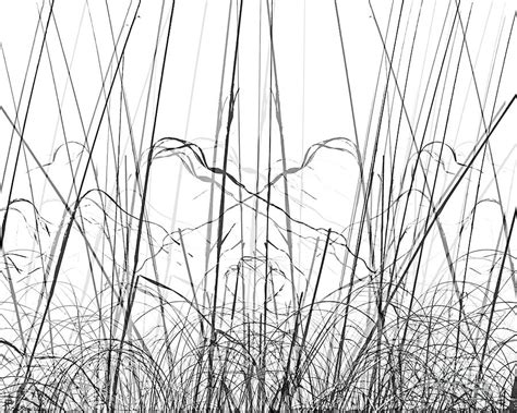 Shadow Grasses Digital Art By Lizi Beard Ward Pixels