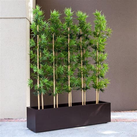 Bamboo Grove Privacy Screen In Modern Fiberglass Planter 72inl X 12in