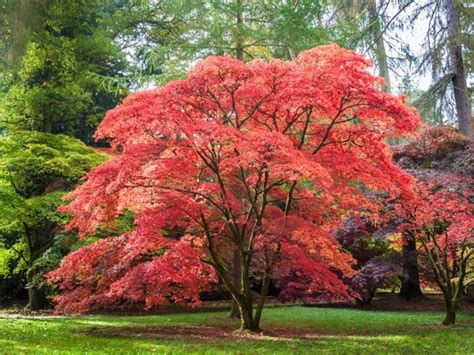 Planting A Japanese Maple Tree Tips On Growing And Caring For Japanese