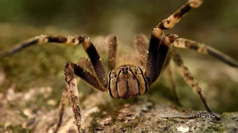Scary Brazilian Wandering Spider Crawling On A Tree Youtube