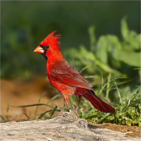 Northern Cardinal Male Birdforum