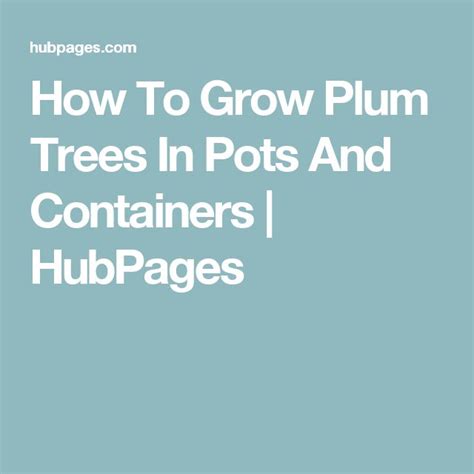 The Words How To Grow Plum Trees In Pots And Containers I Hubpages On