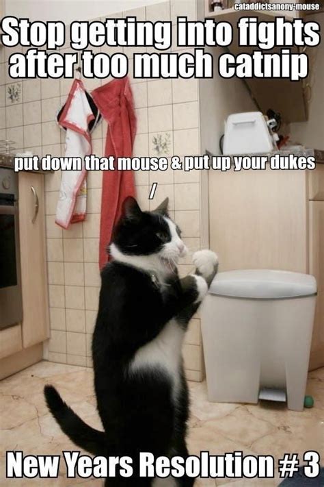 Check spelling or type a new query. These Cats Are All Ready For 2020 (New Year's Resolutions ...