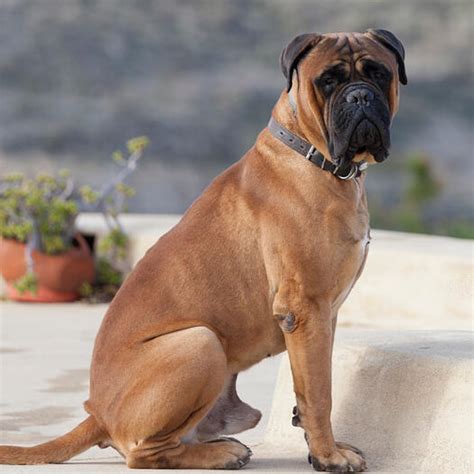 Bullmastiff Wikipedia Vlrengbr