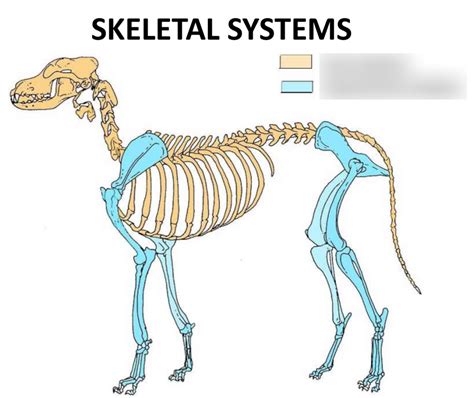 Skeletal Systems Diagram Diagram Quizlet
