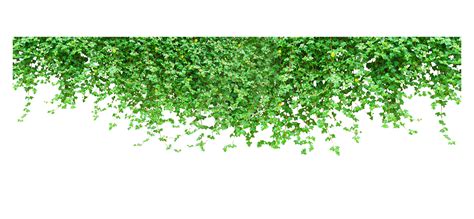 Download Plant Wall Vine Tiger Green Climbing Clipart PNG Free png image