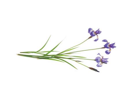 Irises are reliable perennial plants that deliver beautiful flowers year after year. Required Reading: 5-Plant Gardens - Gardenista
