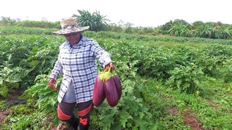 Tour Of A Commercial Farm In Guyana Youtube