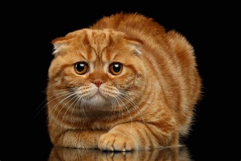 Ginger Scottish Fold Cat Lies Op Zwarte Stock Afbeelding Image Of