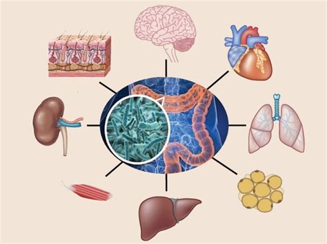 Microbioma Humano Su Implicación En La Salud Mhs 5ª Edición 445