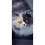 Cute Cat Wallpapers — Energize Your Phone’s Screen  I Like Cats Very Much
