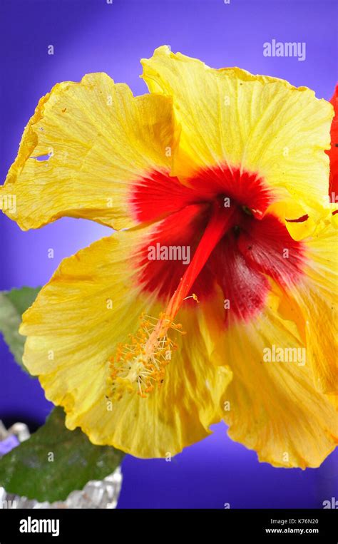 Yellow Hibiscus Is The Hawaii State Flower Since 1988 Stock Photo Alamy