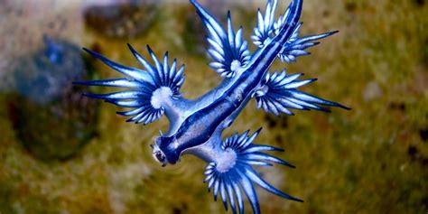 Glaucus Atlanticus Glaucus Atlanticus Sea Slug Blue Dragon