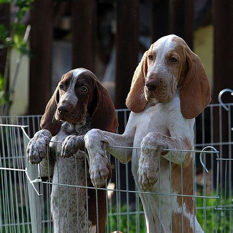 Bracco Italiano Dog Breeds Bloodhound Dogs Dogs Golden Retriever