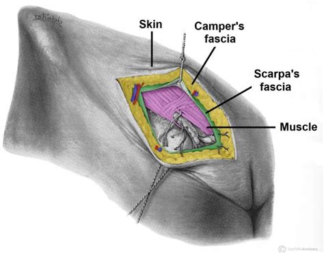 The Anterolateral Abdominal Wall Muscles TeachMeAnatomy