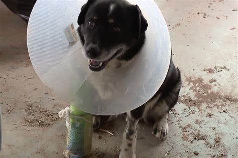Dognado Pup Carried 1000 Feet By Tornado Survives
