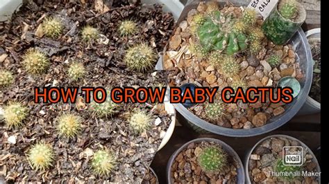 How To Grow Cactus Pups Youtube