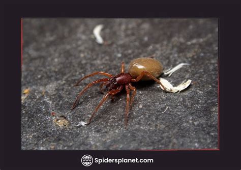 Are Woodlouse Spiders Venomous Spiders Planet