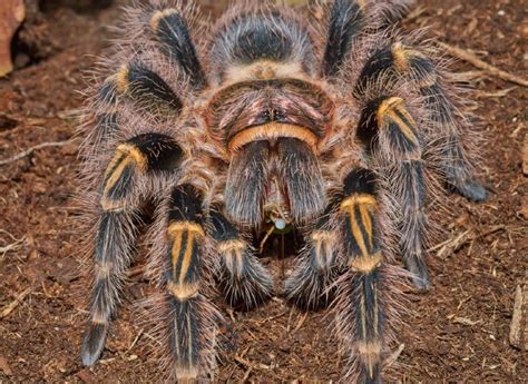 What Do Tarantulas Eat In The Wild And As Pets Diet And Health Facts Pet