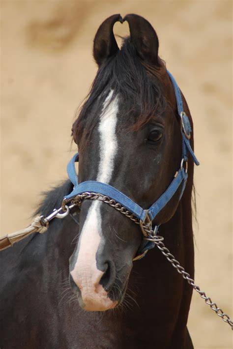 Le plus grand catalogue de films gratuits du web. Marwari horse (indigenous horses of india)