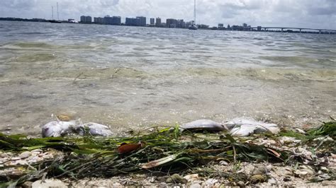 Red Tide Along Floridas Gulf Coast What We Know