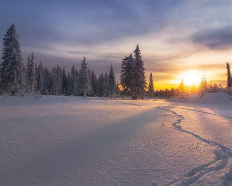 Wallpaper Russia Winter Snow Trees Sunset 1920x1200 Hd