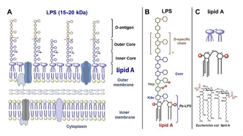 A Gram Negative Bacterial Membrane With Lps As Major Component Of The