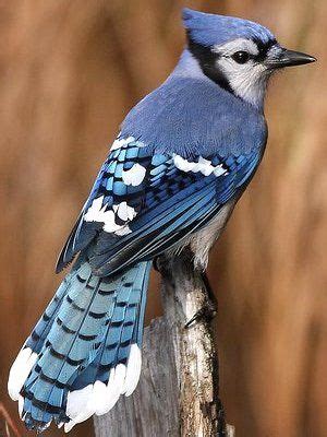 Blue jays are natural forest dwellers, but they are also highly adaptable and intelligent birds. Blue Jay | Beautiful birds, Birds, Blue jay