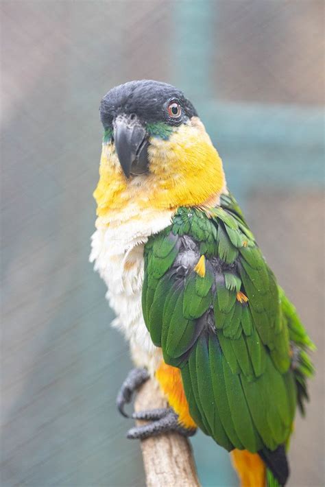 Black Headed Caique Sitting On The Branch Creative Commons Bilder