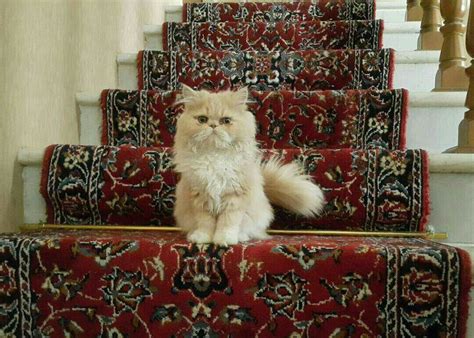 Persian cats are known for their flat faces and silky coats, but there's more to these cats than their looks. Breeding a Tea Cup Persian cat - BarkleyAndPaws