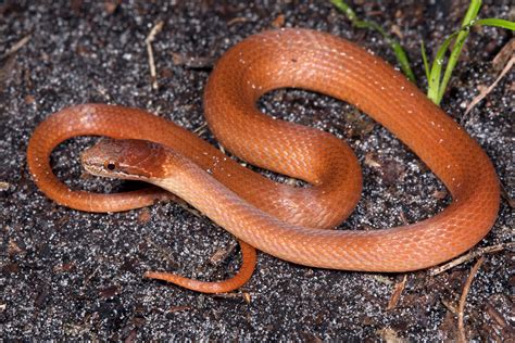 Pine Woods Littersnake Florida Snake Id Guide