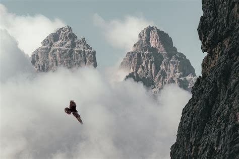 Brown Bird Flying Near Mountain · Free Stock Photo