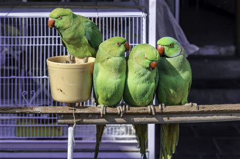 Awesome Information About All The Lovebird Species Dont