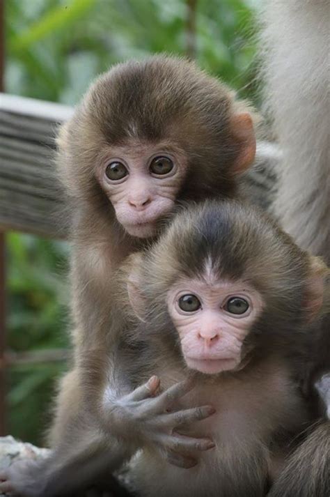 Pin By Ольга Зазуляк On Wishful Petting Zoo Cute Baby Monkey Cute
