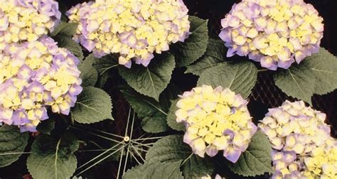 Deadheading astilbe won't encourage new flowers, so you should leave them in place through the fall. Should Hydrangeas Be Deadheaded?
