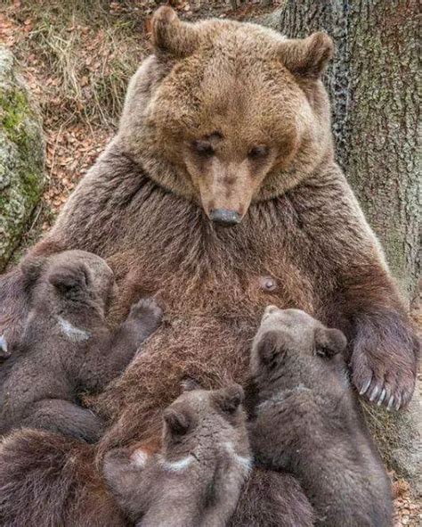 1654 Best Images About Mama Bear On Pinterest Bears Bear Art And Cubs