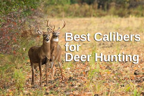The Best Deer Hunting Caliber A Guide