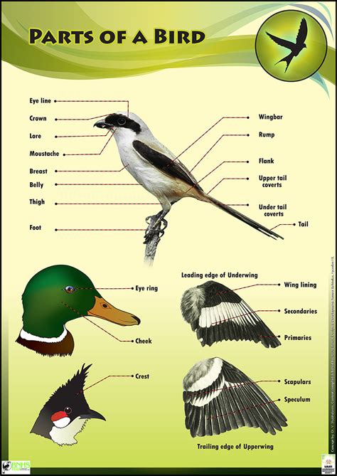 Bird Life Educational Posters For Kids And Schools