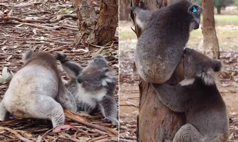 rare footage shows cuddly koalas in brutal mating fight koalas cuddly koala bear